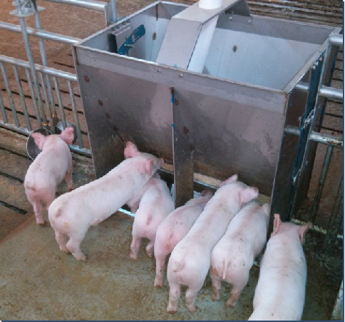 Agriculture Farming Livestock - Edelstahl-Doppelseitige Futtertröge für die Tierhaltung: 12-Loch-Schweinefuttertrog