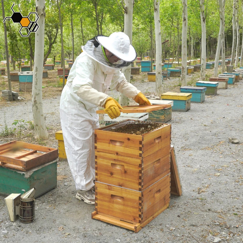 Hochwertiges 30-Rahmen-Bienens – Beehive Frame Wax Bewertung und Preis