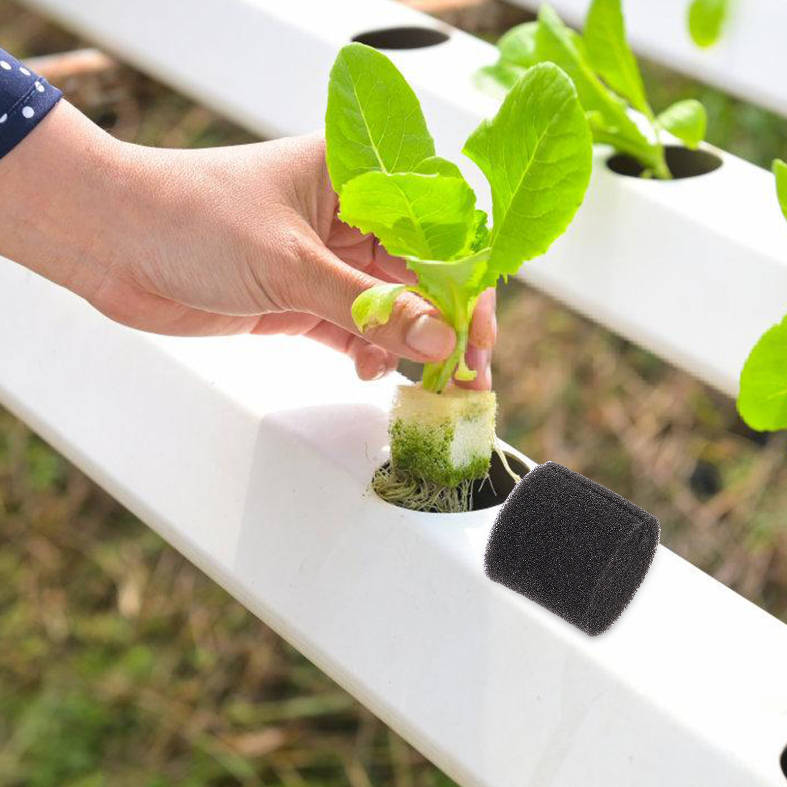 100 Stück Hydroponischer Schwa – Vegetable Transplanter Bewertung und Preis