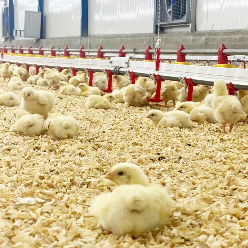 Automatisches Tränkesystem für – Chicken Nipple Drinker Bewertung und Preis