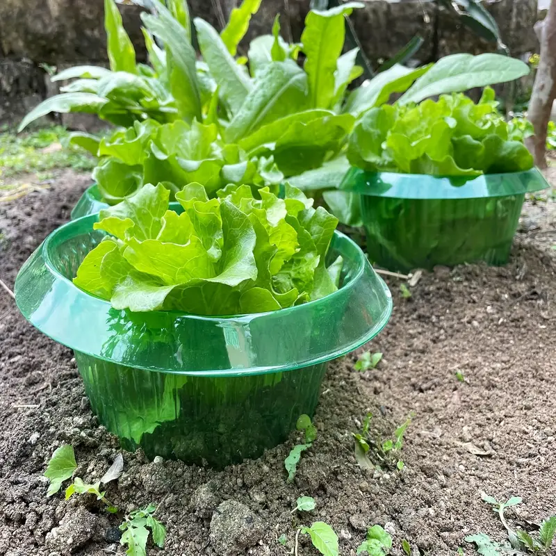 Pflanzen Slug Schutz Ringe Gem – Vegetable Transplanter Bewertung und Preis