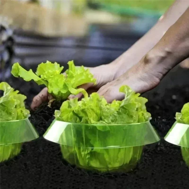 Pflanzen Slug Schutz Ringe Gem – Vegetable Transplanter Bewertung und Preis