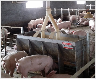 Edelstahl-Doppelseitige Futter – Agriculture Farming Livestock Bewertung und Preis